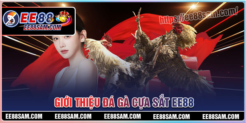 Tổng quan về đá gà cựa sắt EE88 Tổng quan về đá gà cựa sắt EE88